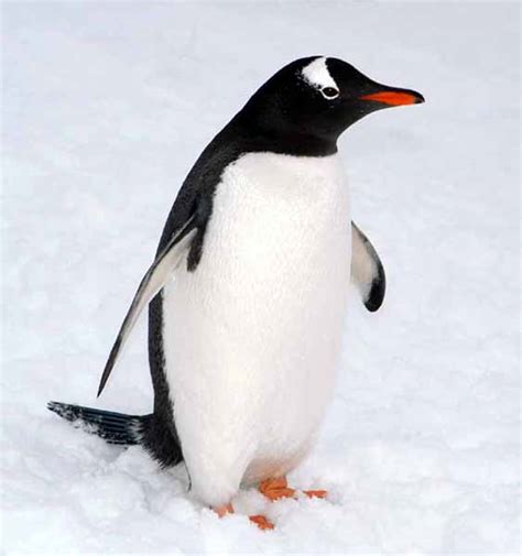 gentoo penguin photo | المرسال