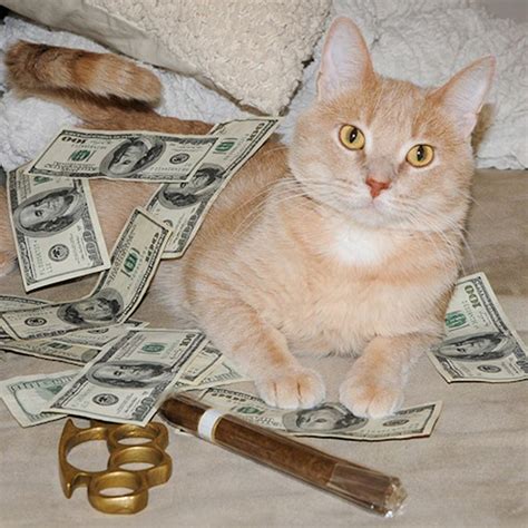 Rich Gangster Cats Flexing Their Wealth in 2021 | Cat day, Cats, Caturday