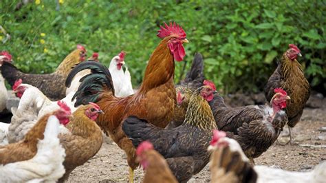 chickens and roosters - Community Advocate