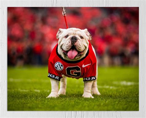 UGA: Georgia Bulldogs Uga X Mascot Photo Picture Print - Etsy