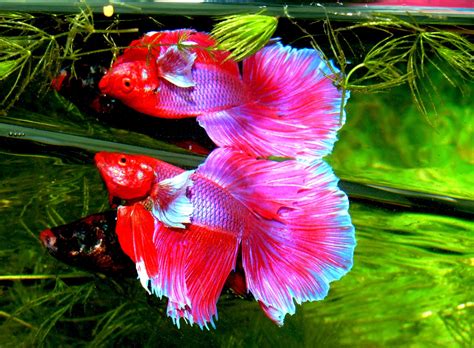 9 Signs Of Delivery By Pregnant Guppy Fish (Guppies) - Fish Guppy