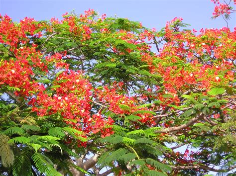 Royal Poinciana tree Delonix Regia, Style Rules, Flowering Trees, Orange Flowers, Growers ...