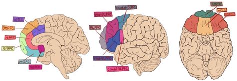 Brain Sciences | Free Full-Text | Self-Enhancement and the Medial Prefrontal Cortex: The ...