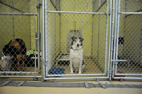 Humane Society has dogs to adopt from flooded SC