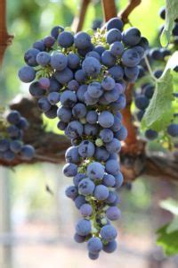 Bure Family Wines - The Napa Wine Project