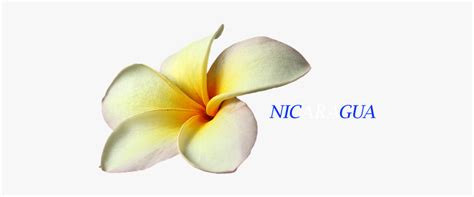 Flower Flor De Nicaragua Sacuanjoche, HD Png Download , Transparent Png ...