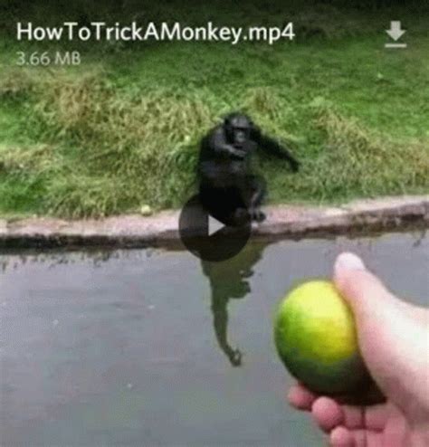 Monkey Monke GIF - Monkey Monke Funny - Discover & Share GIFs