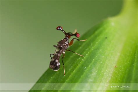 Stalk-eyed fly - Singapore Geographic