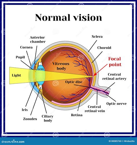 Normal Vision. Eyeball Structure. Medicine. Stock Vector - Illustration ...