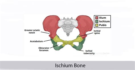 Ischium Bone - World Wide Lifestyles | Weight loss and Gain Tips