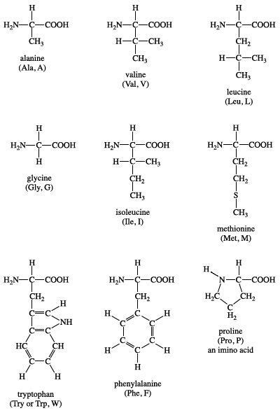 Why are hydrophobic amino acids located in the interior - printinglasopa