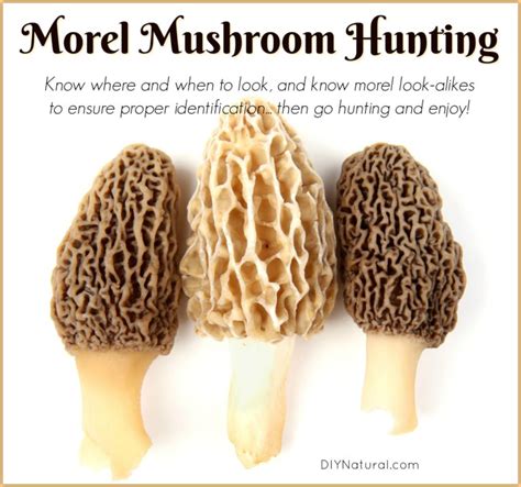 Morel Mushroom Hunting: Morel Mushrooms and Their Look Alikes