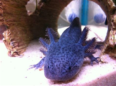 Blue Melanoid axolotl | Ajolote, Anfibios, Alas de hadas