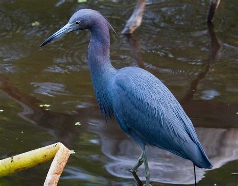 Little blue heron - Climate Adaptation Explorer