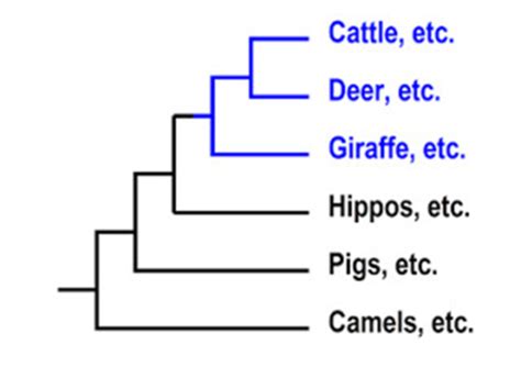 Rumen Anatomy Flashcards | Quizlet