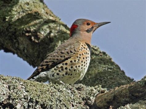 Yellow-Shafted Northern Flicker: Field Guide, Pictures, Habitat & Info - Optics Mag