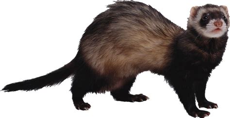 Ferret PNG