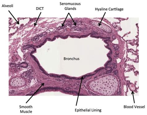 Pin on Histology - Respiratory