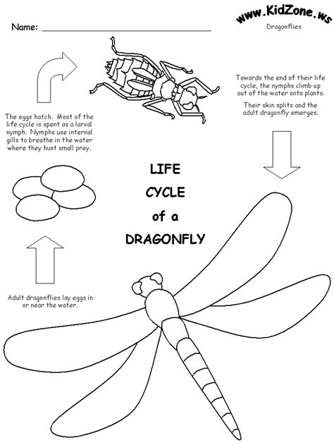 Dragonfly Life cycle worksheet