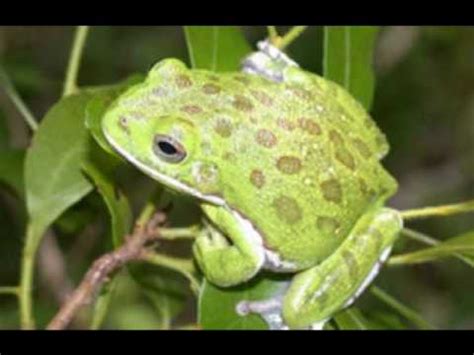 Barking Tree Frog Sounds - YouTube