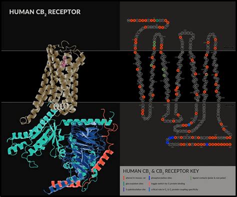 The cannabinoid receptors (multiple reference charts) : r/ClassicalCannabinoids