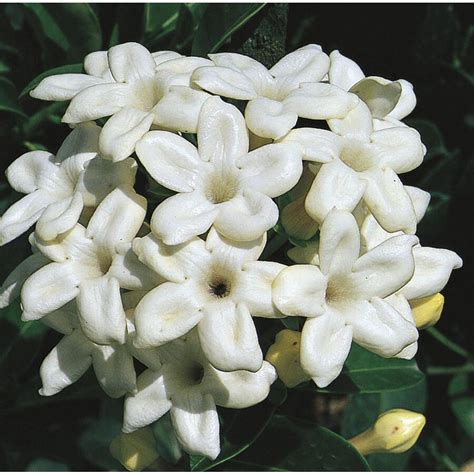 Madagascar Jasmine (L5139) at Lowes.com