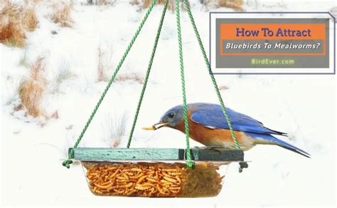 How To Attract Bluebirds To Mealworms? 9 Striking Tips