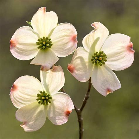 An American Housewife: Azaleas and Dogwood | Dogwood trees, Dogwood ...