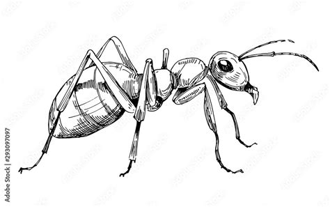 Ant sketch. Hand drawn illustration converted to vector Stock Vector | Adobe Stock