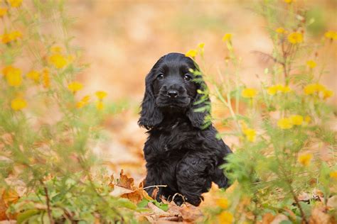 Top 7 Best Cocker Spaniel Breeders In Ontario