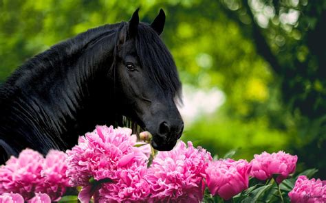 animal, Horse, Flower, Beauty Wallpapers HD / Desktop and Mobile Backgrounds