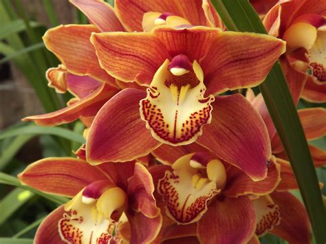 My Orchids Journal: NOID - Cymbidium Orchids