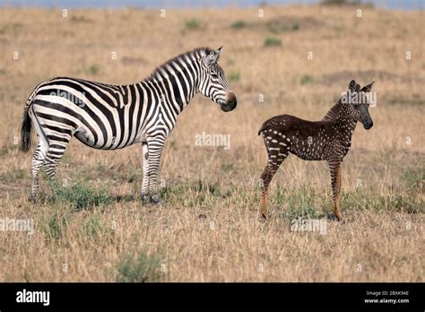 Rare zebra foal with polka dots (spots) instead of stripes, named Tira after the guide who first ...