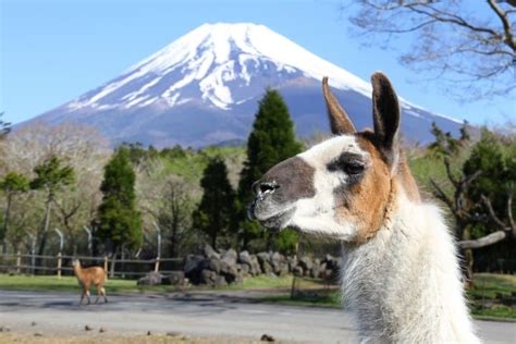 Fuji Safari Park - Encounter Animals Up Close At Mt. Fuji's Base | LaptrinhX / News