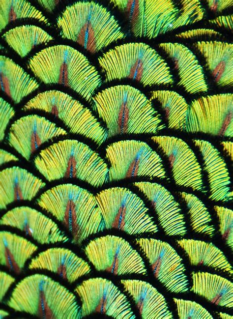 Peacock Scales II | Patterns in nature, Iridescent green, Nature inspiration