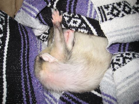 ferrettalk: More Sleeping Ferrets