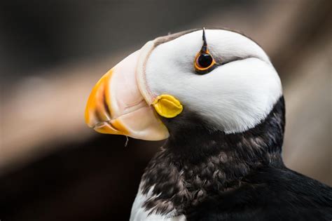 Horned Puffin | Puffin, Cute animals, Portrait