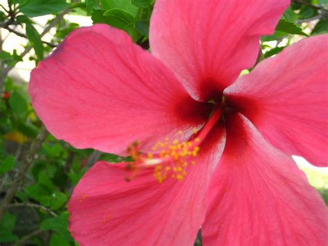 Cuba flower Photograph by Pier-Luc Courchesne - Fine Art America