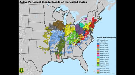 Cicada Map 2021: Where the biggest swarm will be | wqad.com