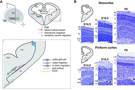 Comparison of developing neocortex and piriform cortex. A, Main... | Download Scientific Diagram