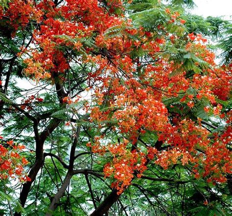 Gulmohar Trees Complete Information | Uses of Gulmohar Trees