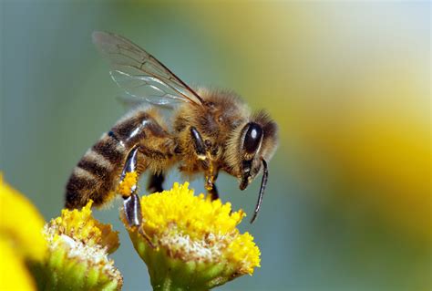 Beyond honey bees: Wild bees are also key pollinators, and some species are disappearing | Salon.com