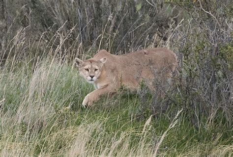 Puma hunting. - Puma hunting prey in Torres del Paine National Park, Chile. | Torres del paine ...