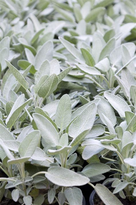 Sage Plant Varieties - Information On Common Types Of Sage Plants ...