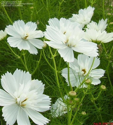 Cosmos bipinnatus Pshyche White | Cosmos flowers, Beautiful flowers photography, Moon garden