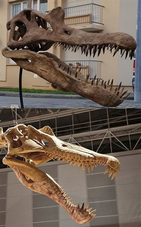 70% real spinosaurus skull? - Fossil ID - The Fossil Forum