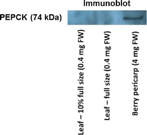 Occurrence of PEPCK in Sangiovese grape leaves. Extracts corresponding... | Download Scientific ...