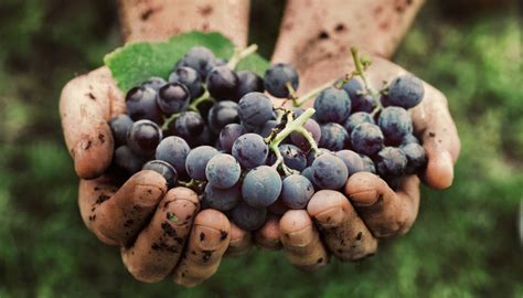 Watch: Is God unfair? How the Parable of the Vineyard Laborers changes ...