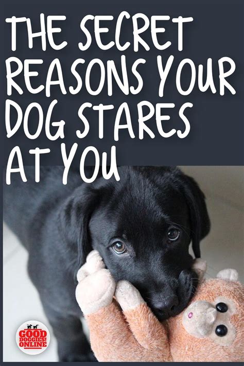 Why Does My Dog Stare at Me? What does it mean? - Good Doggies Online | Good doggies online ...