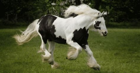 Equine 411: All About The Gypsy Vanner Horse Breed